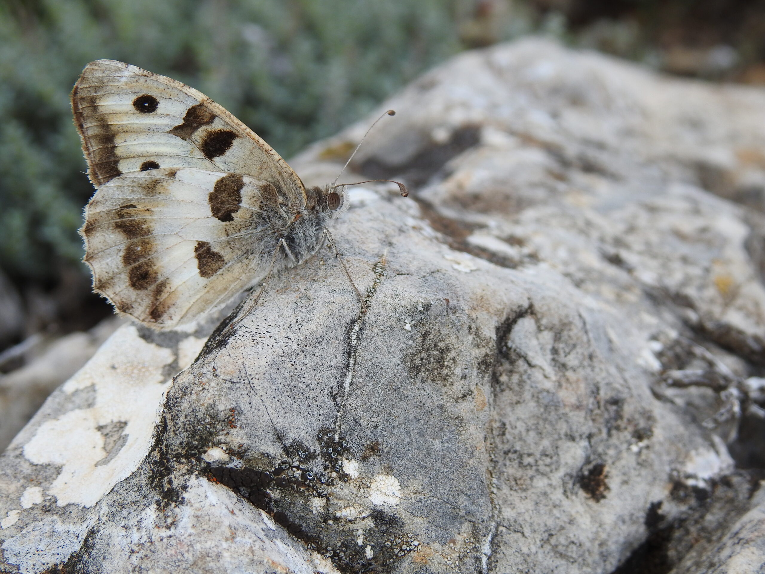 Conservation de l'Hermite