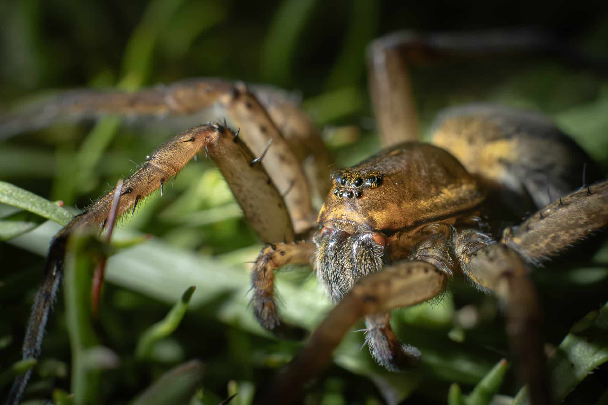 Dolomède des roseaux (Dolomedes plantarius)