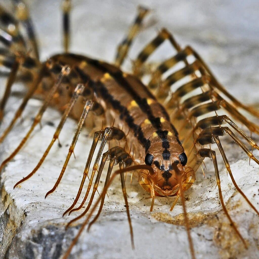 Mille-pattes, espèce menacée