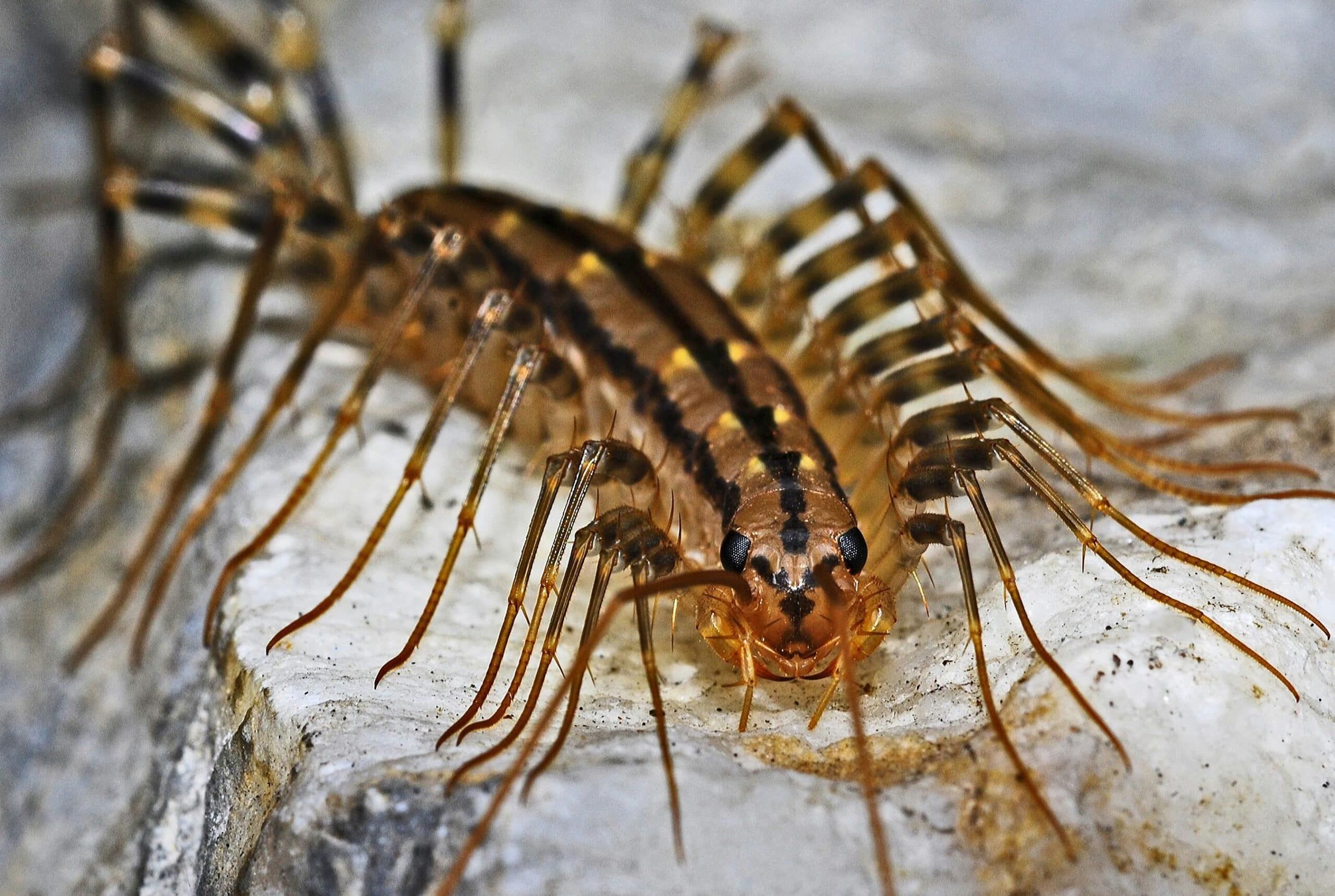 Mille-pattes, espèce menacée