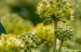 Biodiversité en septembre : Fleurs de lierre