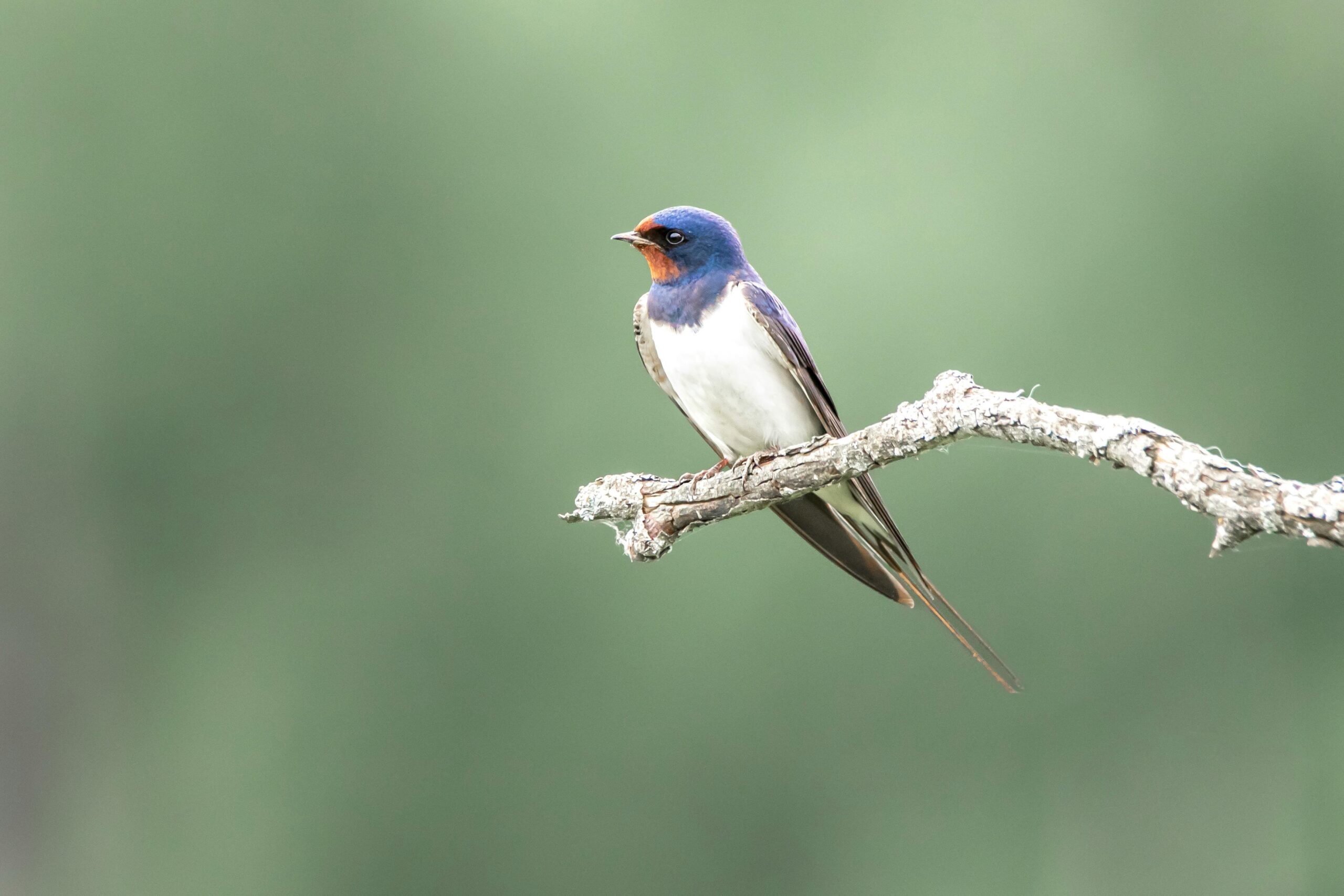 Hirondelle rustique