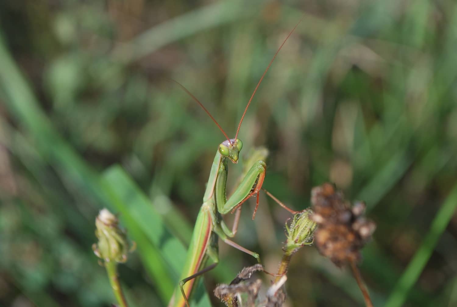 Insectes en hiver : la survie par les juvéniles