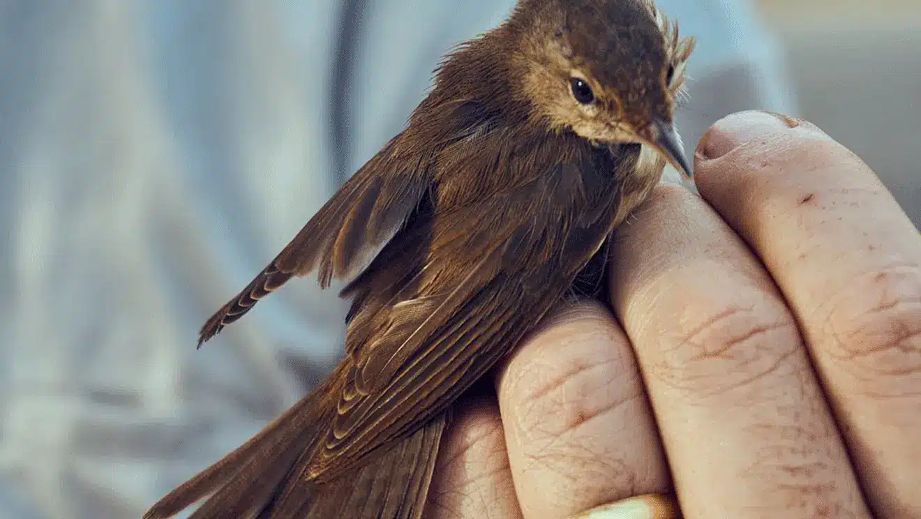 Eurasian Reed Warbler