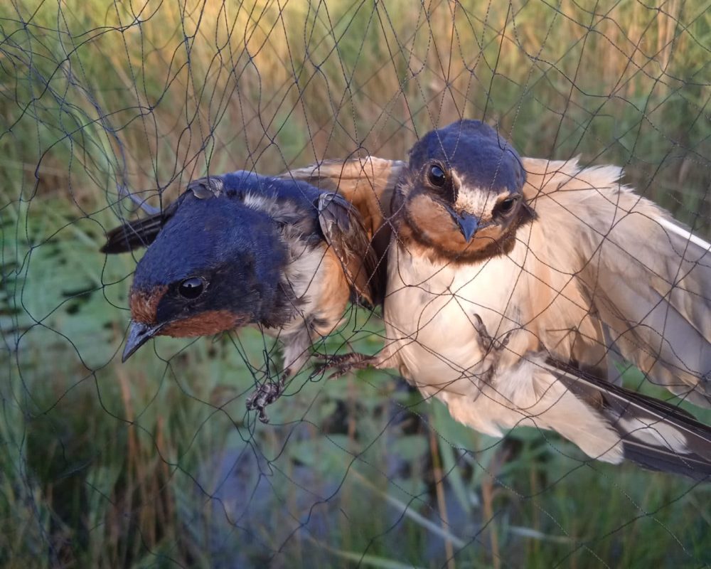 Migration des oiseaux : hirondelles dans la Vallée des baux.